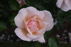 Gardeners' Joy rose photo
