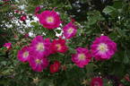 Meg Merrilies rose photo