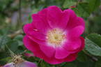 Meg Merrilies rose photo