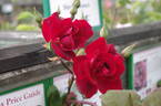 Capel Manor House rose photo