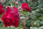 Capel Manor House rose photo