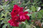 Capel Manor House rose photo