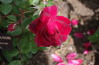 Capel Manor House rose photo