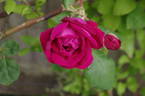 Ards Rover rose photo