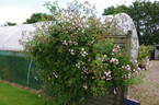 Guirlande Rose rose photo