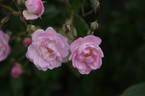 Guirlande Rose rose photo