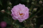 Guirlande Rose rose photo
