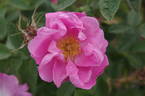 R. pomifera rose photo