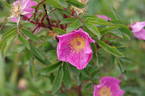 <i>Rosa nitida</i> Willd. rose photo