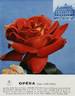 Opera rose photo