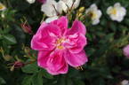 William Baffin rose photo