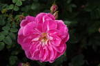 William Baffin rose photo