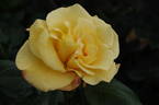Ambassador Nogami rose photo