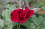 Dusky Maiden rose photo