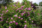 Coupe de Hebe rose photo