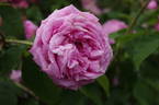Coupe de Hebe rose photo