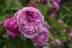 Coupe de Hebe rose photo
