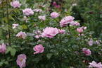 Gerbe Rose rose photo