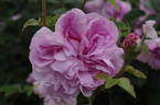 Gloire de France rose photo