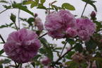 Gloire de France rose photo