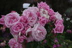 Queen Mother rose photo