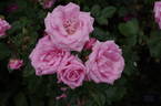 Queen Mother rose photo