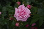 Queen Mother rose photo