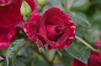 Dusky Maiden rose photo