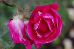 Cramoisi Supérieur rose photo