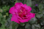 News ® rose photo