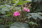 <i>Rosa</i> X <i>praegeri</i> Wolly-Dod rose photo