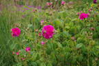 Duc de Guiche rose photo