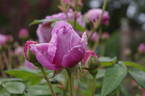 Tour de Malakoff (centifolia, Pastoret/Soupert rose photo