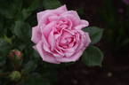 Queen Mother rose photo