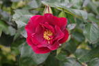 Dusky Maiden rose photo