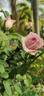 Blue Millfeuille rose photo