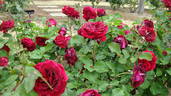 Epoca Mondadori rose photo