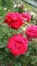 Corsaire rose photo