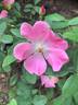 Nearly Wild rose photo