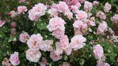 Verschuren rose photo