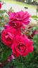 Guillaume Kaempff rose photo