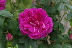 Amadis rose photo