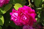 Vivid rose photo