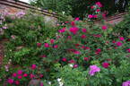 Cerise Bouquet rose photo