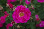 La Belle Distinguée rose photo
