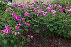 Duc de Fitzjames rose photo