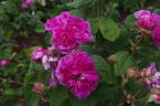 Duc de Fitzjames rose photo