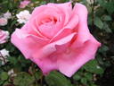 Shannon ® rose photo