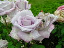 Tarde Gris rose photo