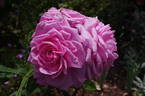 André Leroy rose photo